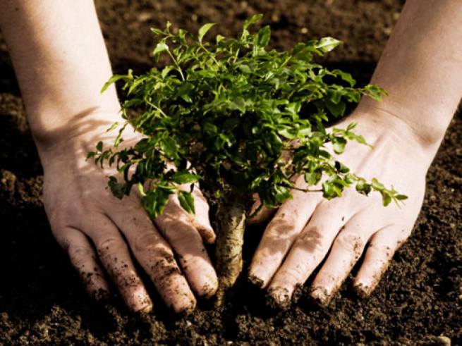tips mengatasi global warming