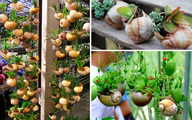 Pot Tanaman - Siput