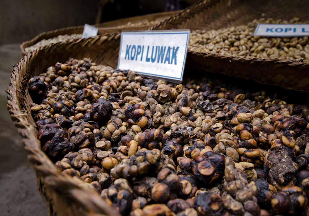 kopi luwak