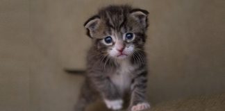 10 Merk Obat Tetes Telinga untuk Kucing dan Anjing Paling Ampuh