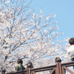 Pengalaman Terbaik Cherry Blossom di Jinhae Korea Selatan