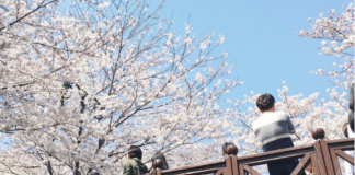 Pengalaman Terbaik Cherry Blossom di Jinhae Korea Selatan