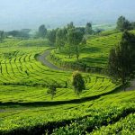 Menjelajahi 13 Objek Wisata di Pagar Alam Terbaik