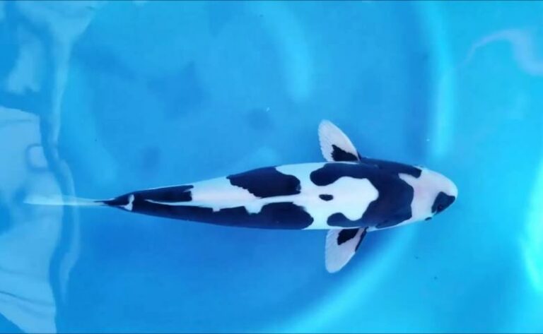 Mengetahui Keindahan Koi Utsurimono Hitam Corak Putih di Kolam Anda Mengetahui Keindahan Koi Utsurimono Hitam Corak Putih di Kolam Anda