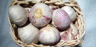 15 Manfaat Bawang Putih Tunggal, Solusi Segala Masalah Kesehatan