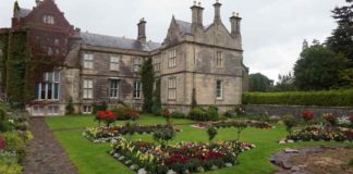 10 Jenis Tanaman Perdu Hias yang Percantik Halaman Rumah