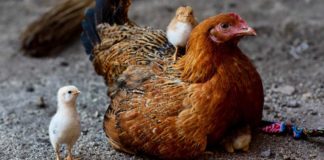 Berbagai Jenis Ayam Kate, Ayam Hias Asli Indonesia yang Cocok Jadi Peliharaan