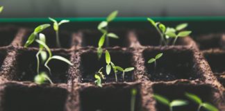 10 Jenis, Manfaat, dan Cara Menanam Tanaman Obat Keluarga di Rumah