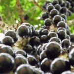 Makin Langka, Ternyata Ini 10 Manfaat Buah Gowok untuk Kesehatan!