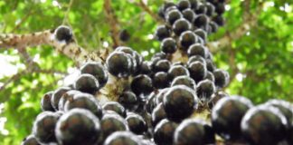 Makin Langka, Ternyata Ini 10 Manfaat Buah Gowok untuk Kesehatan!