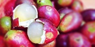 12 Manfaat Buah Matoa, Buah Lezat dan Eksostis Asal Papua