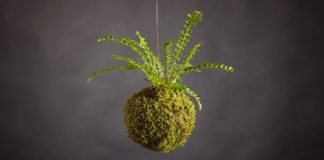 Mengenal Kokedama dan 7 Langkah Mudah Membuatnya di Rumah