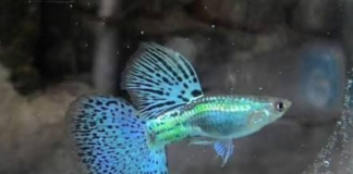Intip Cantiknya 15 Jenis Ikan Guppy Terbaik Incaran Kolektor