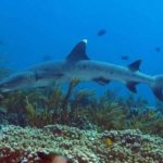 Bertualang di Titik-Titik Diving Terbaik di Indonesia!