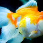 10 Jenis Ikan Mas Koki Lucu & Cantik Paling Populer