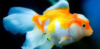 10 Jenis Ikan Mas Koki Lucu & Cantik Paling Populer