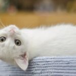 10 Manfaat Memelihara Kucing bagi Kesehatan Tubuh dan Mental
