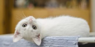 10 Manfaat Memelihara Kucing bagi Kesehatan Tubuh dan Mental