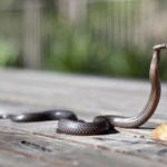 Cegah Ular Masuk Rumah, Ikuti Tips & Cara Praktis Ini!
