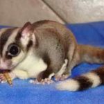 Mengenal Jenis-Jenis Sugar Glider Lucu yang Jinak dan Mudah Dipelihara