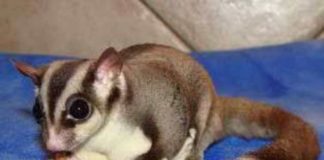 Mengenal Jenis-Jenis Sugar Glider Lucu yang Jinak dan Mudah Dipelihara
