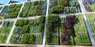 8 Cara Membuat Vertical Garden di Rumah, Solusi Lahan Terbatas!