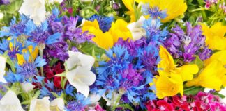 7 Bunga Khas Imlek yang dianggap Membawa Keberuntungan