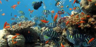 Panduan Traveling ke Taman Nasional Bunaken