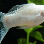14 Jenis Ikan Molly atau Ikan Balon Terfavorit hingga Termahal