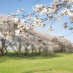 10 Tempat Wisata Terbaik untuk Menikmati Musim Semi di Korea