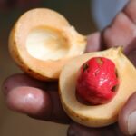 12 Manfaat Buah Pala untuk Kesehatan, Tak Kalah dari Kunyit!