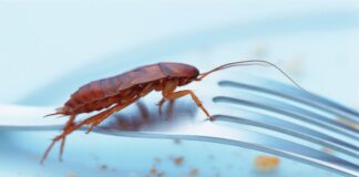 Bahaya Kecoak Bagi Kesehatan dan Cara Mudah Mengusirnya