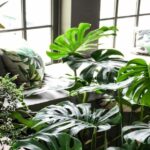 11 Jenis Monstera: Tanaman Eksotis Berharga Fantastis