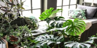 11 Jenis Monstera: Tanaman Eksotis Berharga Fantastis