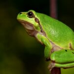 Daur Hidup Katak, Habitat dan Penjelasannya