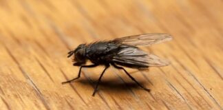 11 Cara Mengusir Lalat: Bahan Alami Ini Ternyata Ampuh