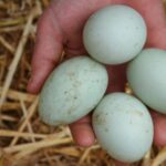 11 Manfaat Telur Bebek: Lebih Baik dari Telur Ayam?