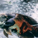 12 Jenis Ikan Oscar: Predator Rupawan Pemikat Hati