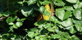 11 Manfaat Daun Binahong: Tanaman Rambat, Khasiat Dahsyat