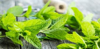 11 Manfaat Daun Mint: Herba Segar yang Bikin Tubuh Bugar