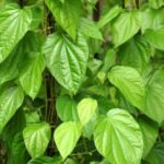 13 Manfaat Daun Sirih: Obat Herbal Paling Terkenal