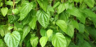 13 Manfaat Daun Sirih: Obat Herbal Paling Terkenal