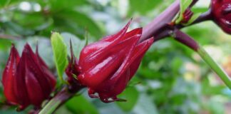11 Manfaat Rosella: Teh Bunga Nikmat, Kaya Khasiat