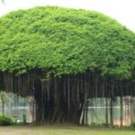 Pohon Beringin: Dianggap Angker, Ini Makna hingga Manfaatnya