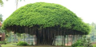 Pohon Beringin: Dianggap Angker, Ini Makna hingga Manfaatnya