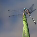 Siklus Hidup Capung Lengkap Beserta Gambar dan Penjelasan