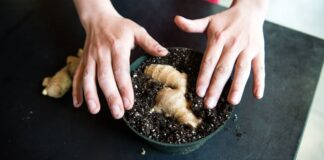 Simak 5 Cara Menanam Jahe Sendiri di Rumah: Banyak Manfaatnya!