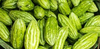 15 Manfaat Pare: Rasa Berbanding Terbalik dengan Khasiat