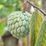 11 Manfaat Srikaya: Buah yang Bisa Bikin Bahagia