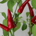 Cara Mudah dan Tepat Menanam Cabe di Rumah